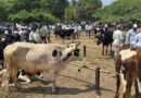 दुष्काळाच्या झळा तीव्र, जनावरांच्या खरेदी विक्रवर परिणाम दुष्काळाच्या झळा तीव्र, जनावरांच्या खरेदी विक्रवर परिणाम